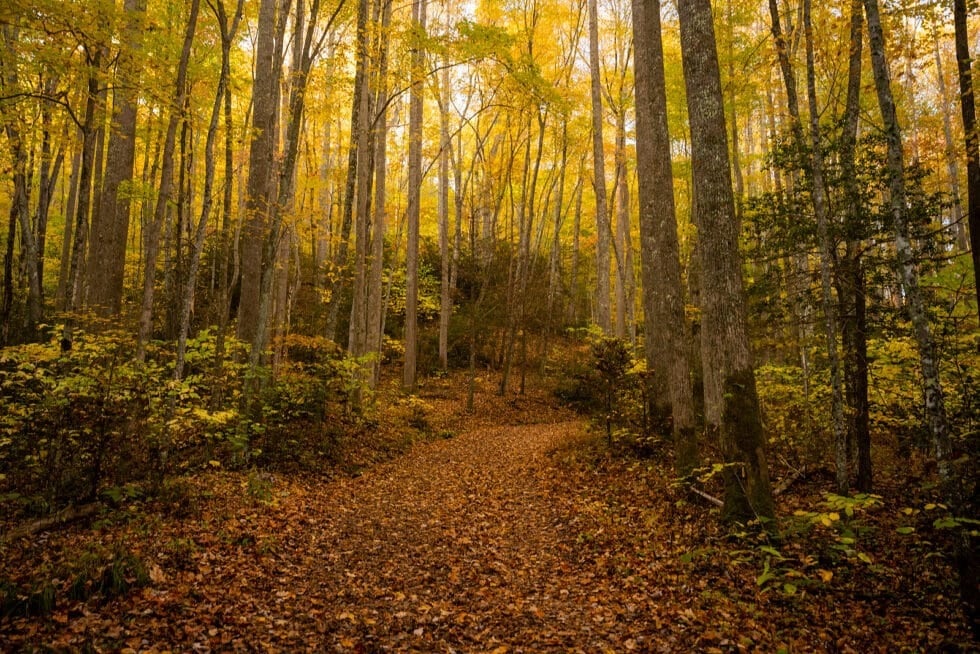 Tripps Now highlights fall foliage and wooded scenery around Pigeon Forge during an October Smoky Mountains getaway.